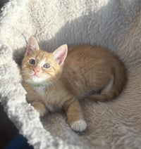 JOEY - Photo 1