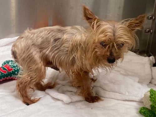 DROPLET - Yorkshire Terrier Yorkie available for adoption
