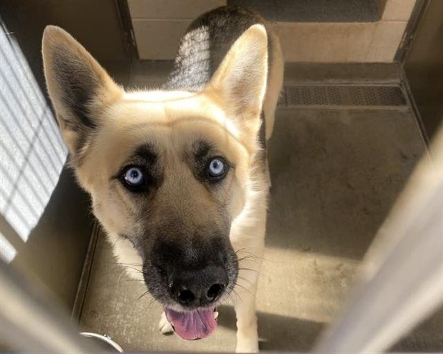 EMMA - German Shepherd Dog available for adoption
