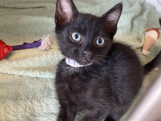 PLUMMER - Domestic Short Hair available for adoption