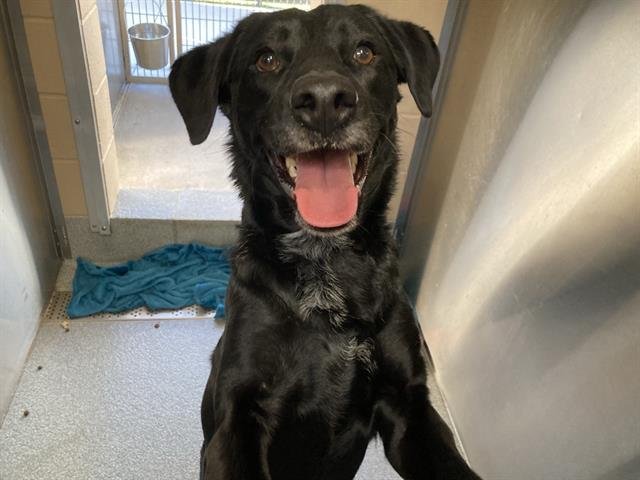 HOLLY - Labrador Retriever available for adoption