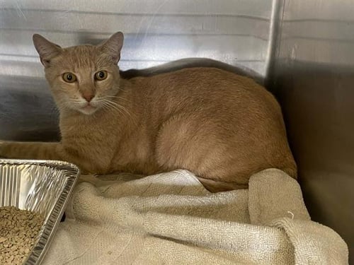 SOL - Domestic Short Hair available for adoption