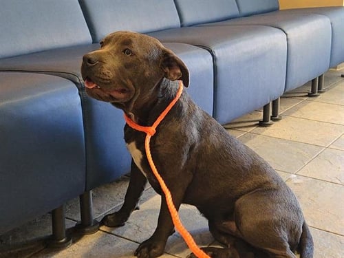 CINNAMON - Staffordshire Bull Terrier available for adoption