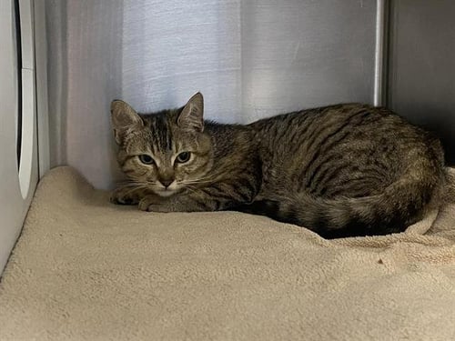 RUBY - Domestic Short Hair available for adoption