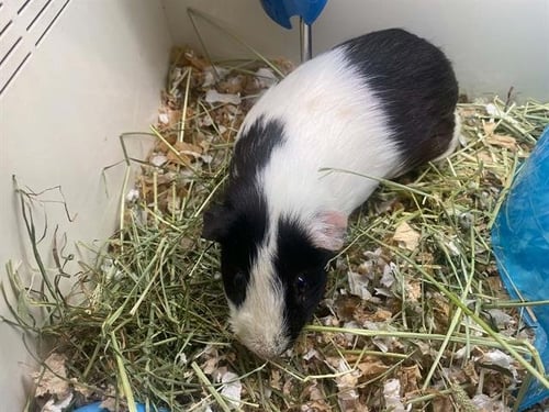 ANGEL - Guinea Pig available for adoption