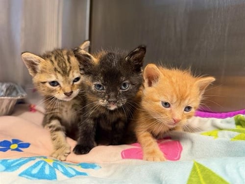 REESES - Domestic Short Hair available for adoption