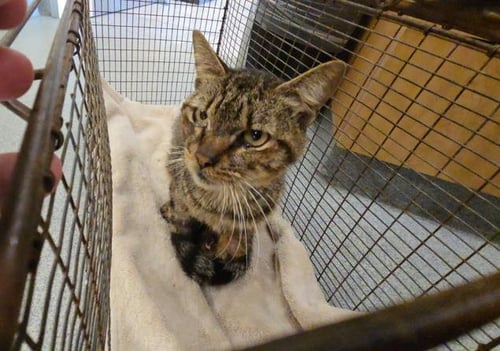 HAMA - Domestic Short Hair available for adoption