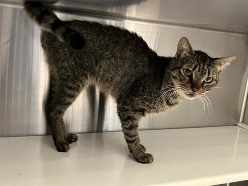 HAMA - Domestic Short Hair available for adoption