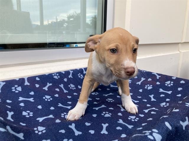 VENICE - Labrador Retriever / Siberian Husky available for adoption