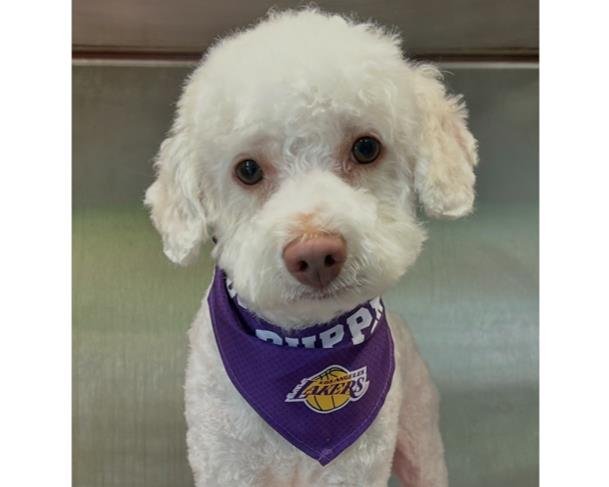 A1947530 - Bichon Frise / Poodle (Miniature) available for adoption