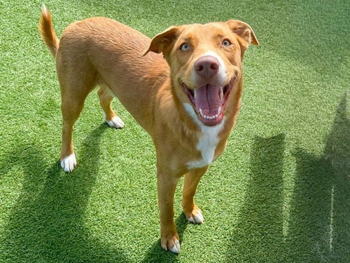 JULIO - Labrador Retriever / Border Collie available for adoption
