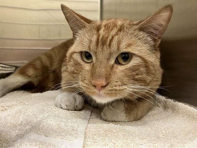 NACHO - Domestic Short Hair available for adoption