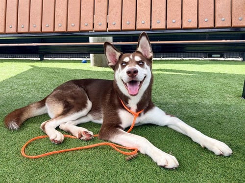 HAYSTACK - Siberian Husky available for adoption