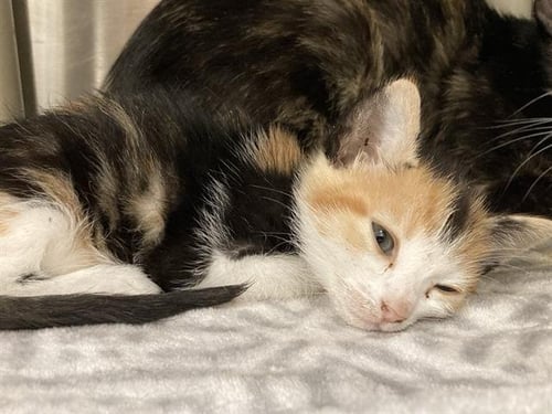 PRINCESS ALICE - Domestic Short Hair available for adoption