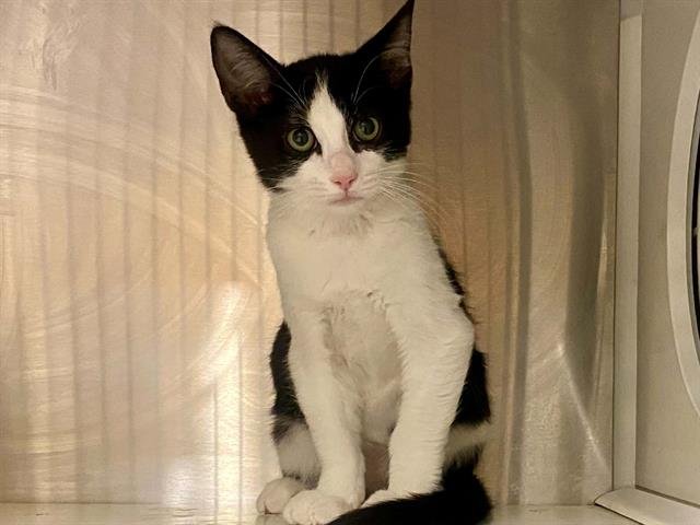 JETT Image