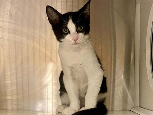 JETT - Domestic Short Hair available for adoption