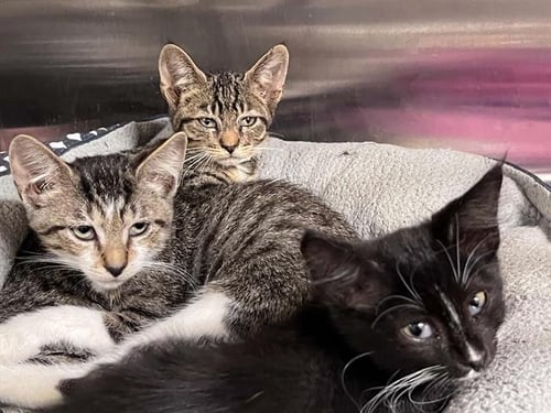 RHEA RIPLEY - Domestic Short Hair available for adoption