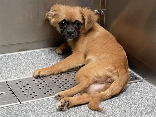 SHAKA - Papillon / Chihuahua available for adoption