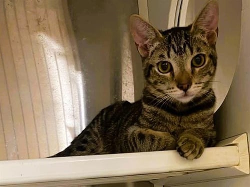 FARRAH - Domestic Short Hair available for adoption