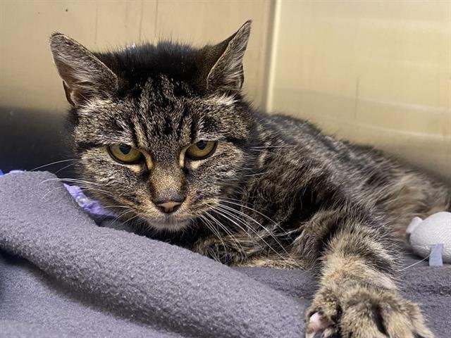 MISSY - Domestic Short Hair available for adoption