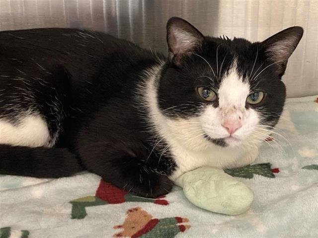 SEBASTIAN - Domestic Short Hair available for adoption