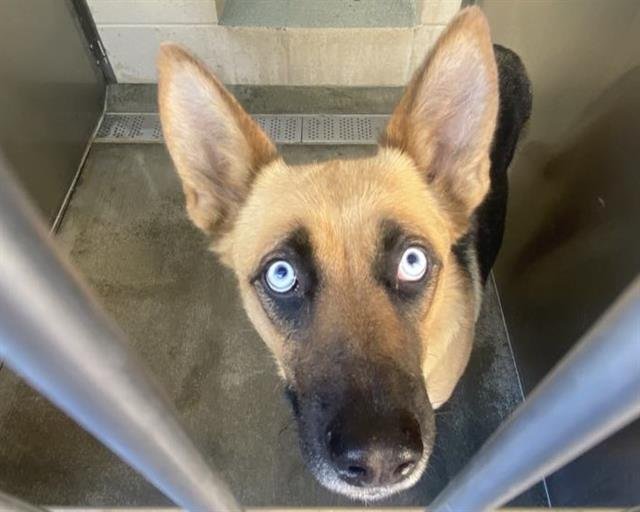 ANGEL - German Shepherd Dog / Siberian Husky available for adoption