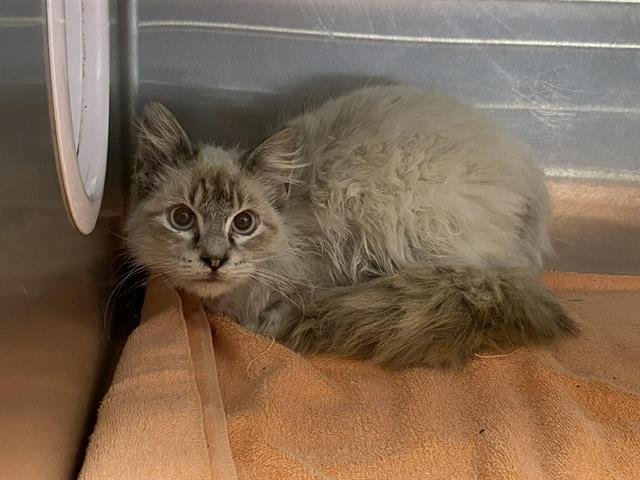 MILO - Himalayan available for adoption