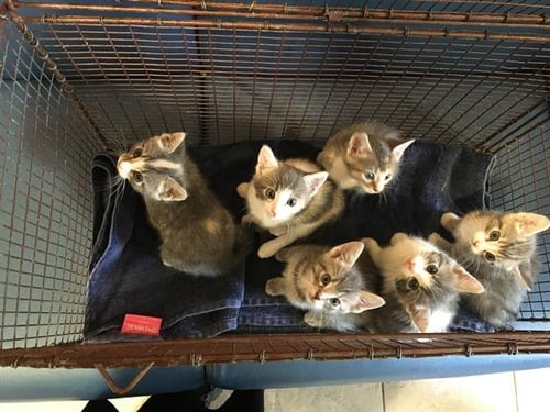 APPLE - Domestic Short Hair available for adoption