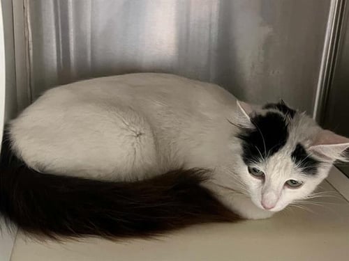BEVERLY - Domestic Short Hair available for adoption