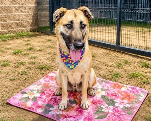 ALBA - German Shepherd Dog available for adoption