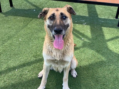 ALBA - German Shepherd Dog available for adoption