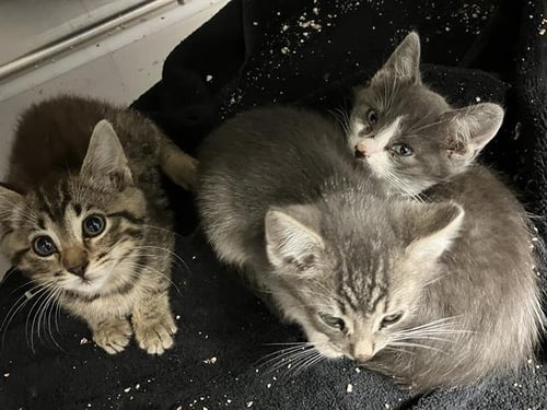 JESSIE - Domestic Short Hair for adoption in Garden Grove