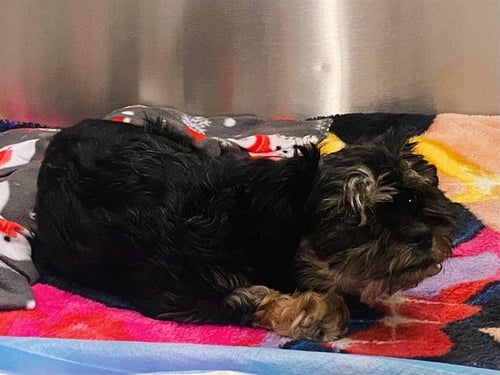 NOEMI - Shih Tzu available for adoption