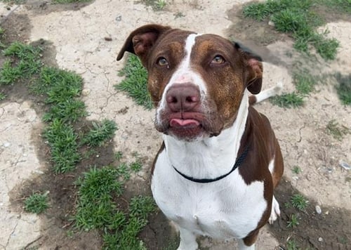 NESSIE - Pit Bull Terrier / Labrador Retriever available for adoption