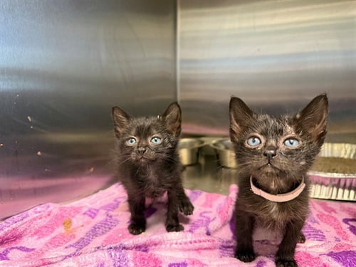 CHUCKIE - Domestic Short Hair available for adoption