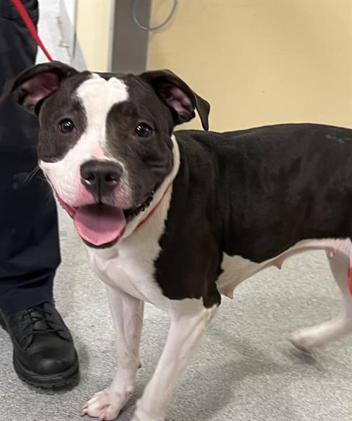 COCO - Pit Bull Terrier available for adoption