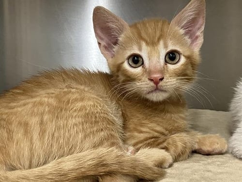 PATRICK - Domestic Short Hair available for adoption
