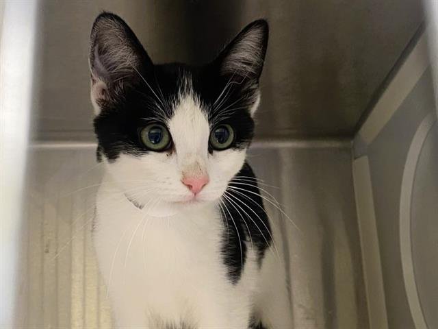 SABINA - Domestic Short Hair available for adoption