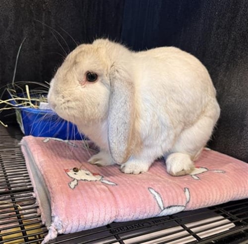 MR. FLOPPY - Shorthaired Rabbit available for adoption