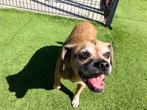 LEXI - Beagle / Pug available for adoption