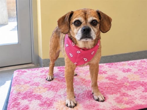 LEXI - Beagle / Pug available for adoption