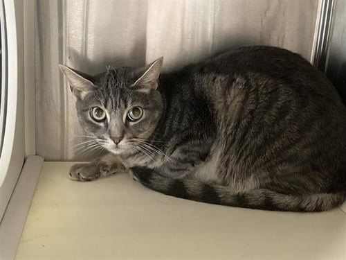 JASON - Domestic Short Hair available for adoption