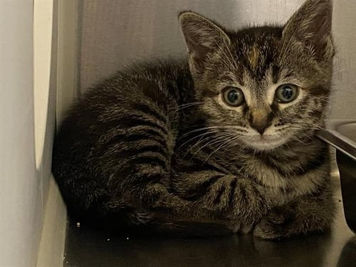CALI - Domestic Short Hair available for adoption