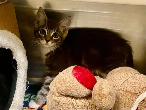 ARISTOCAT - Domestic Medium Hair available for adoption
