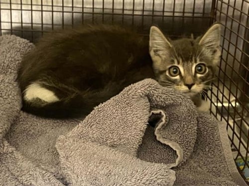 ARISTOCAT - Domestic Medium Hair available for adoption