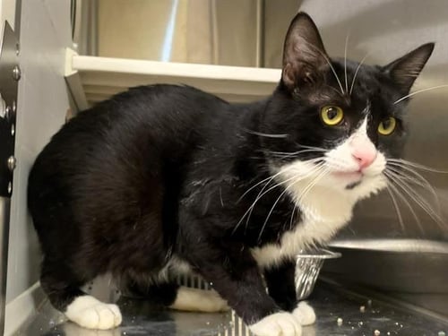 RUMBLE - Domestic Short Hair available for adoption