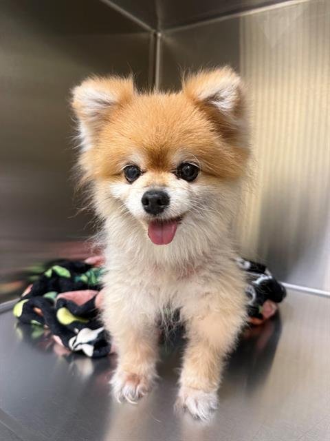 PEACH - Pomeranian available for adoption