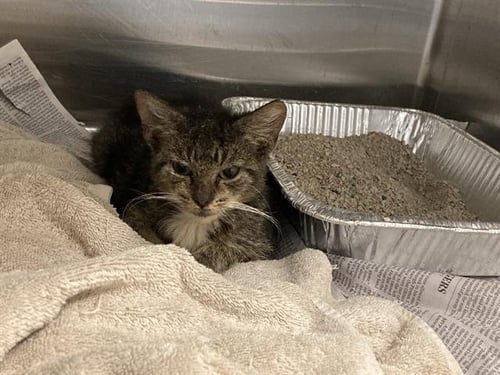 JUANA - Domestic Short Hair available for adoption