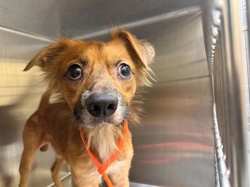 JIMMY BONES - Chihuahua / Papillon available for adoption