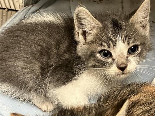 STING - Domestic Short Hair available for adoption